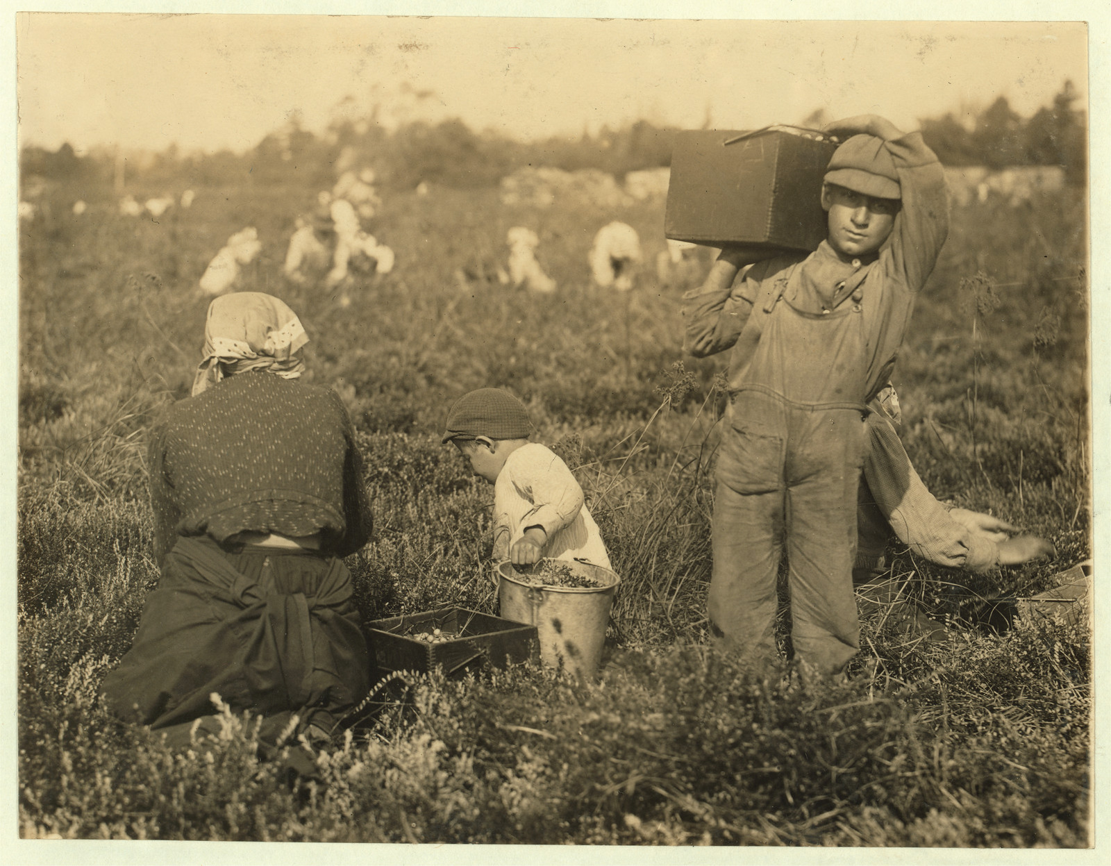 Woman and children picking cranberries in a bog — historic image