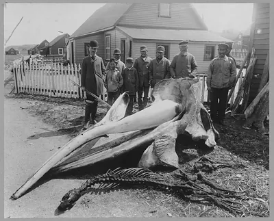 Whale head