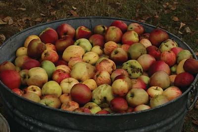 Metal tub full of red and yellow apples