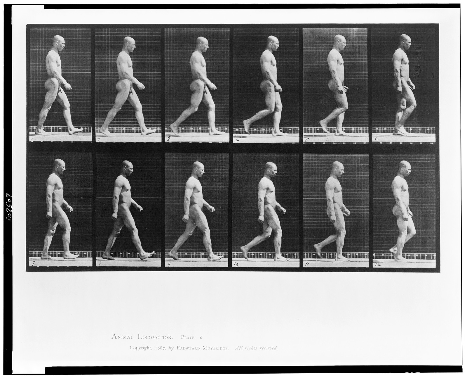 Animal locomotion, c1887. — historic photograph