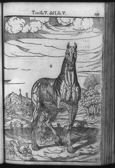 [Horse, drawn to show muscle structure and anatomy]