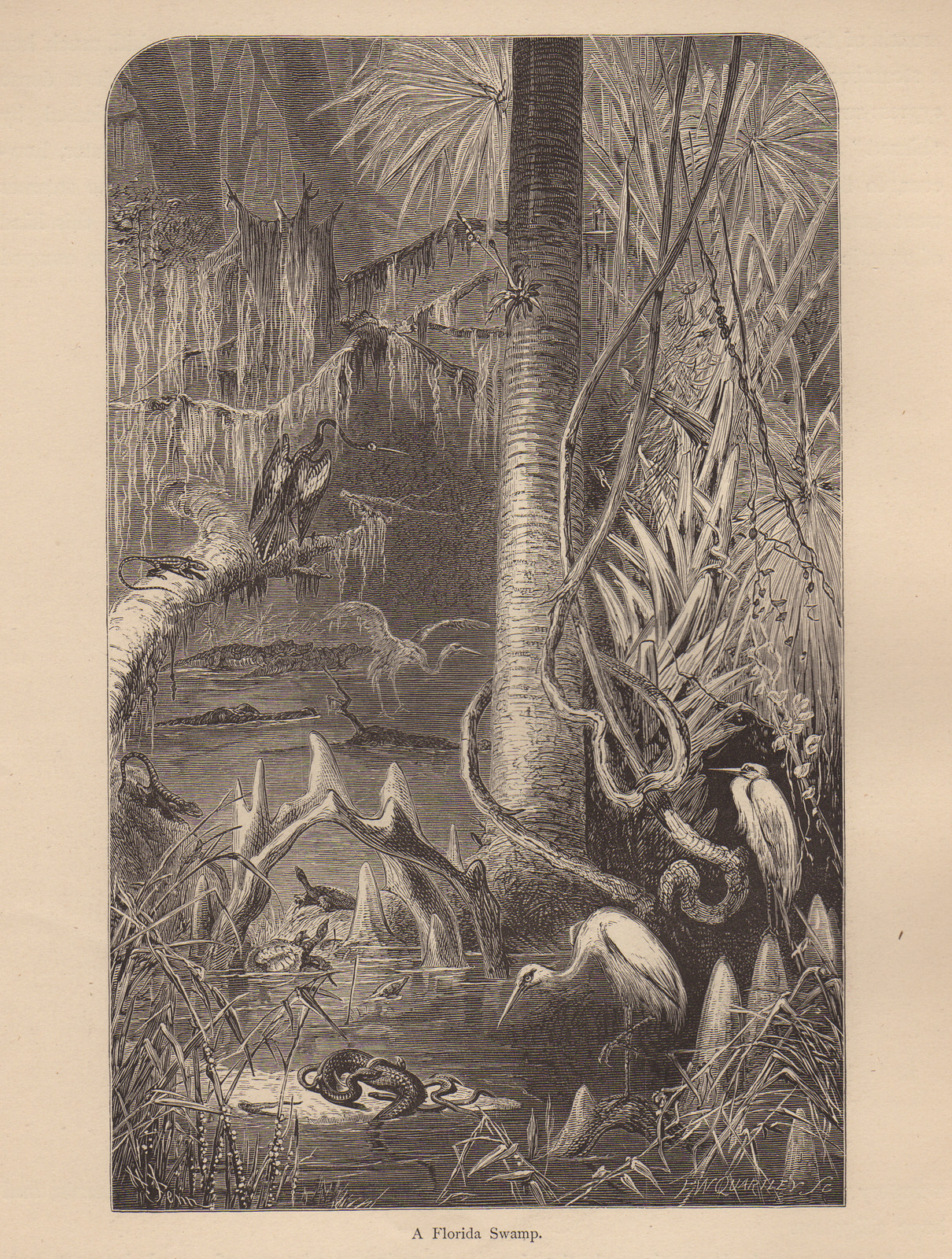 FL Florida Swamp — historic image