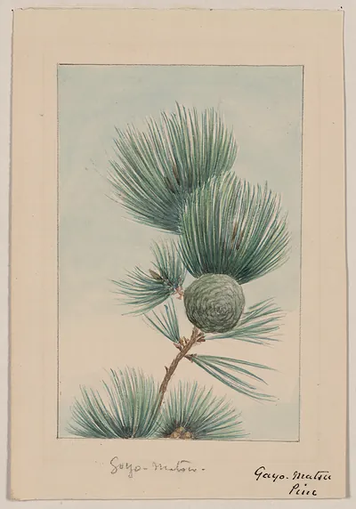 [Japanese drawing]
