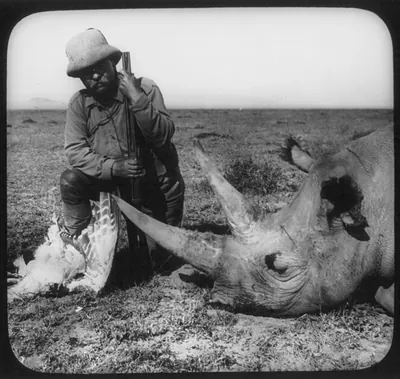 [Theodore Roosevelt in Africa kneeling by head of dead rhino and dead large bird]