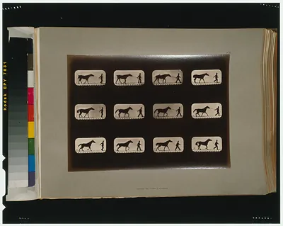 Horses. Irregular