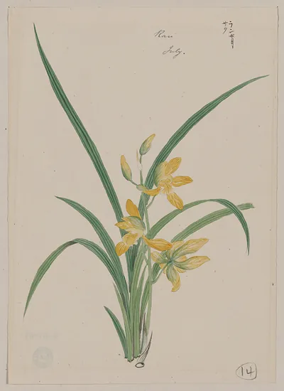 [Japanese drawing]