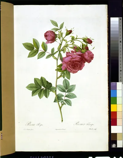 Rosa Rapa, pink rose botanical engraving with printed plate text