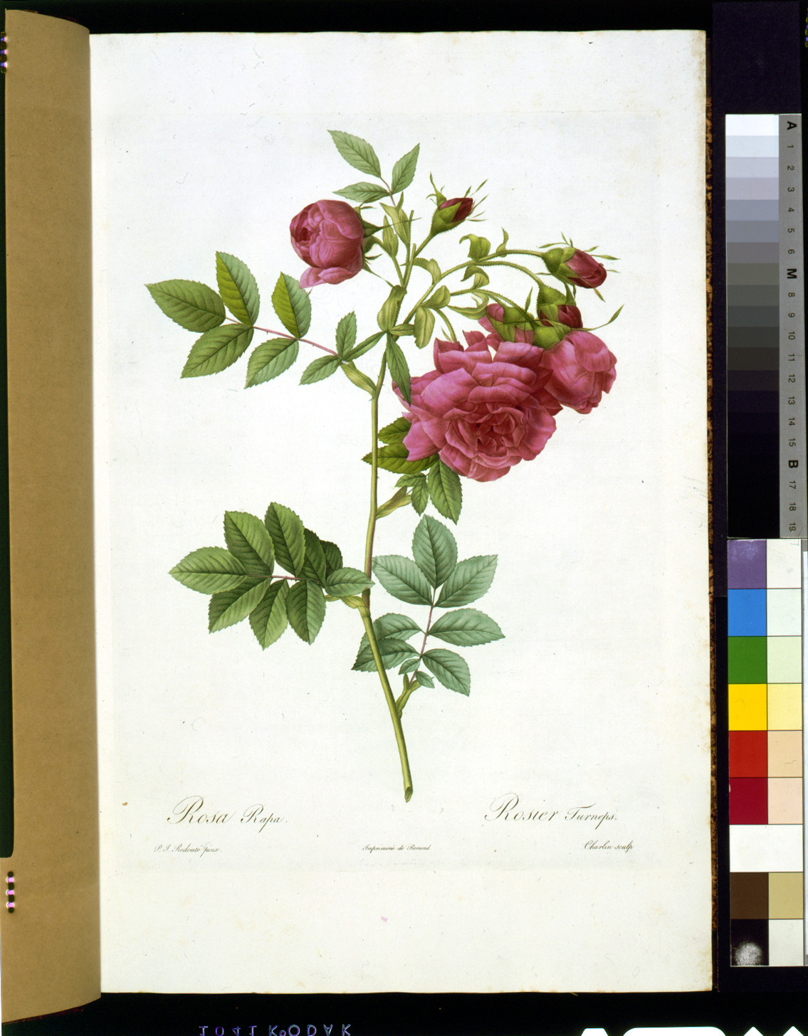 Rosa Rapa, pink rose botanical engraving with printed plate text — antique engraving