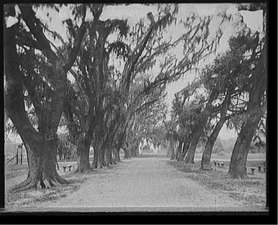 [Avenue of live oaks, Audubon Park, New Orleans, La.]
