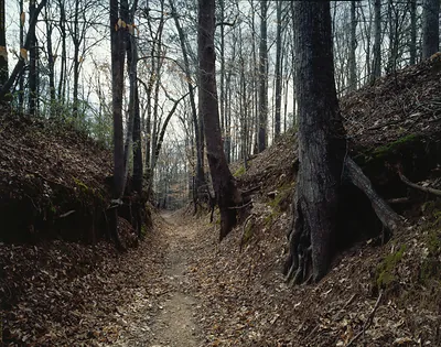 Sunken forest trail through bare trees and fallen leaves