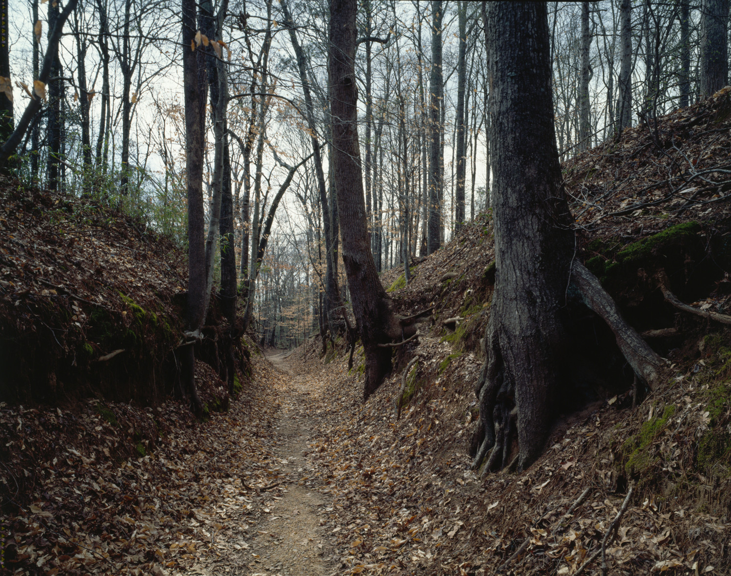 Sunken forest trail through bare trees and fallen leaves — historic image