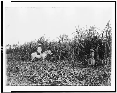 Cutting cane on a Cuban sugar plantation