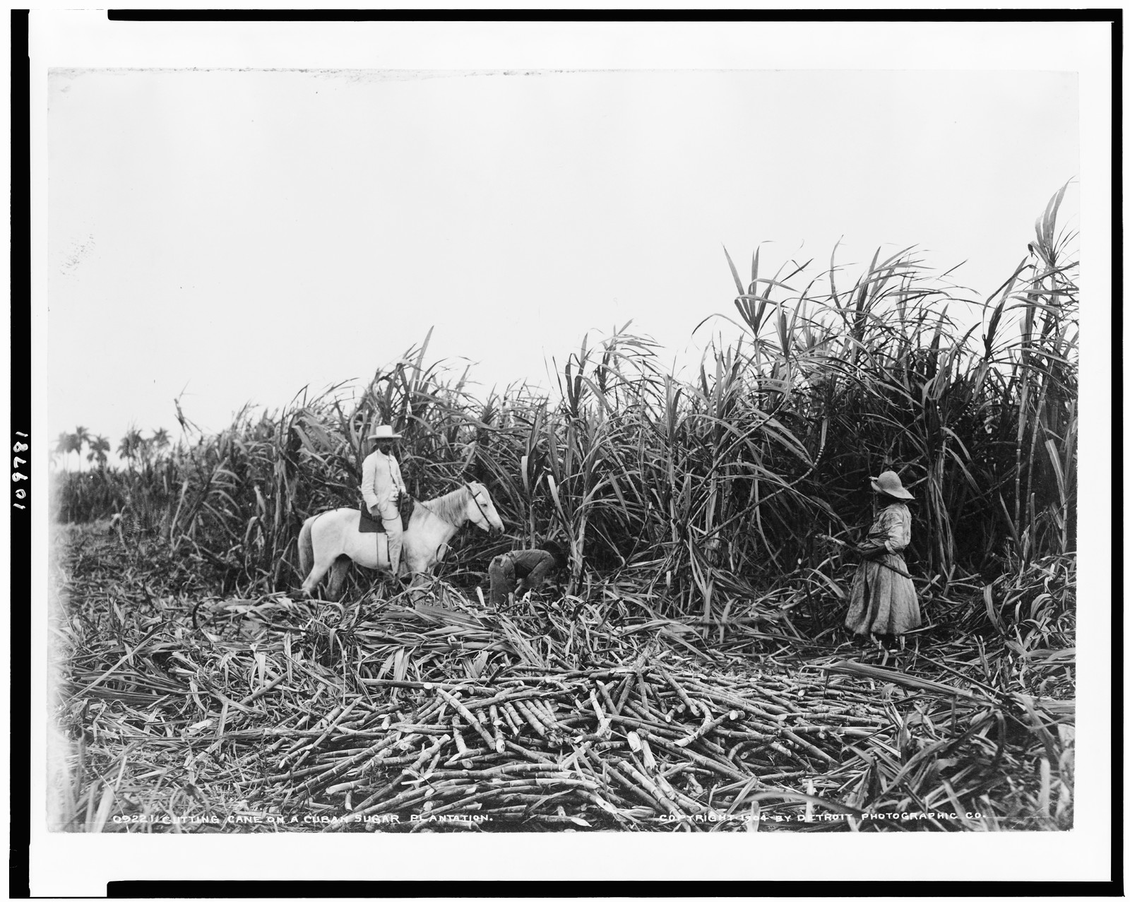 Cutting cane on a Cuban sugar plantation, c1904. — historic photograph