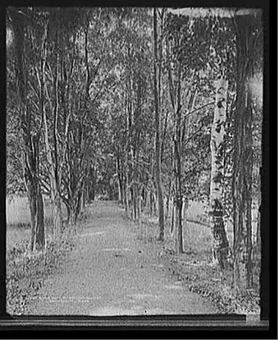 Shady path, Mt. [Mount] Holyoke College, South Hadley,Mass.