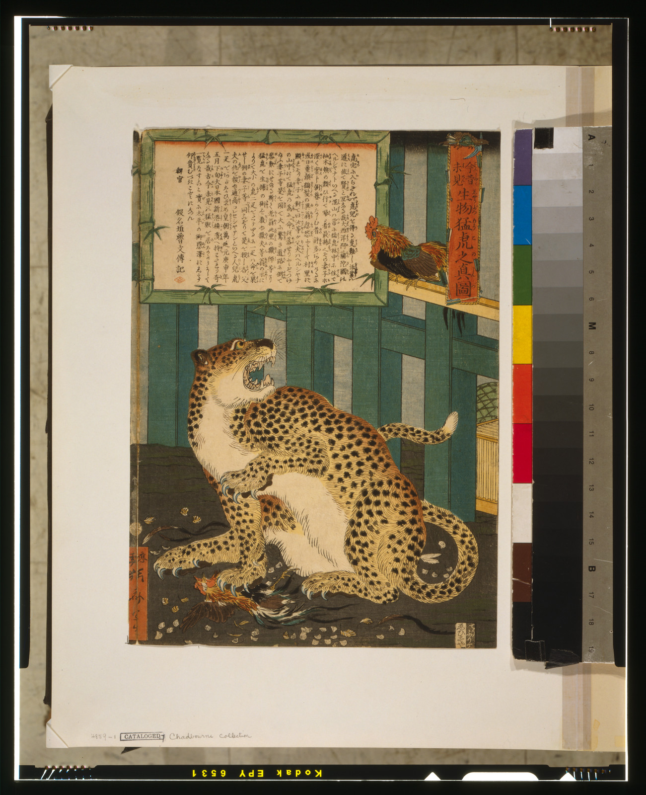 Konjaku miken seibutsu moko no shinzuTITLE TRANSLATION:Changing times bring unseen things - true picture of a tiger., 1860 — historic print