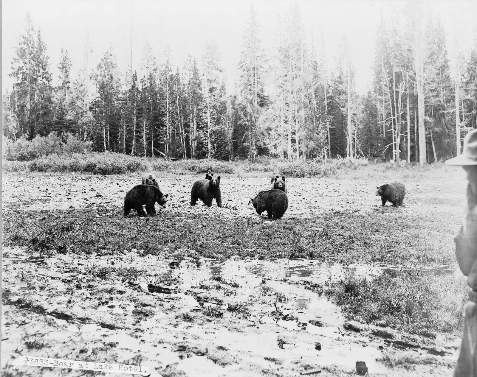 Bear at Lake Hotel, c1913. — historic photograph