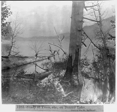 Study of Trees, etc. on Donner Lake, Central Pacific Railroad