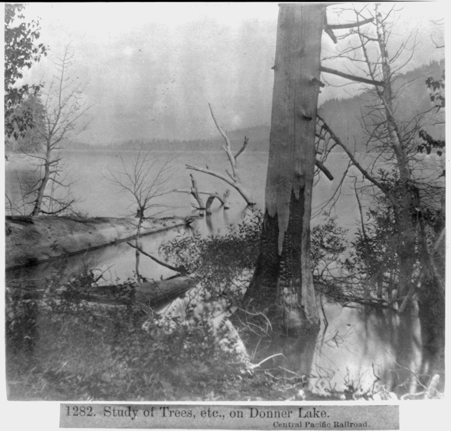 Study of Trees, etc. on Donner Lake, Central Pacific Railroad, [published 1866] — historic photograph