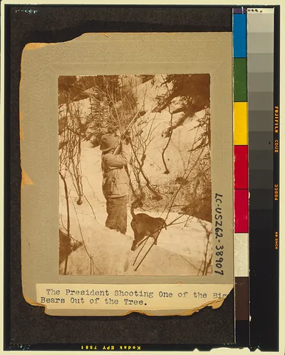 The President shooting one of the big bears out of the tree