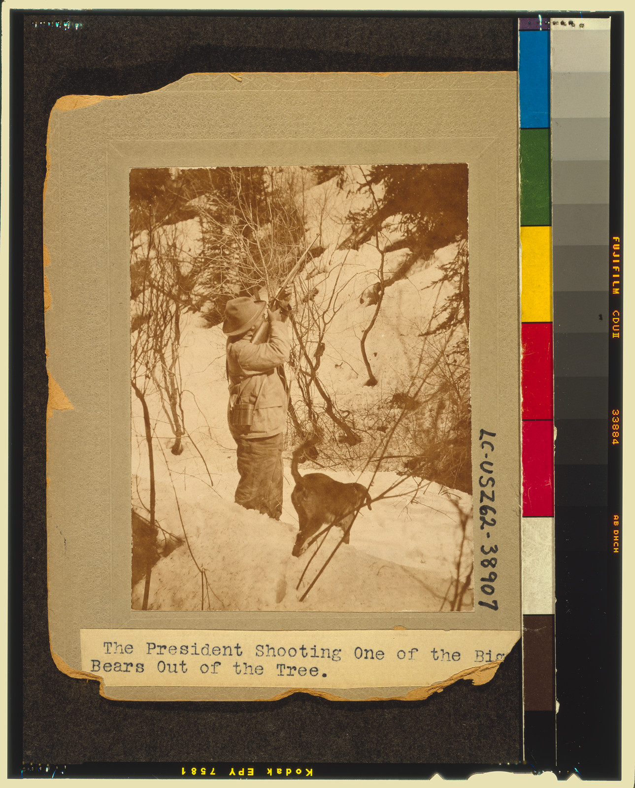 The President shooting one of the big bears out of the tree, c1905. — historic photograph
