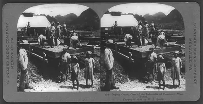 Drying cocoa, one of the industries of Dominica, [British] West Indies [one of the Windward Islands]