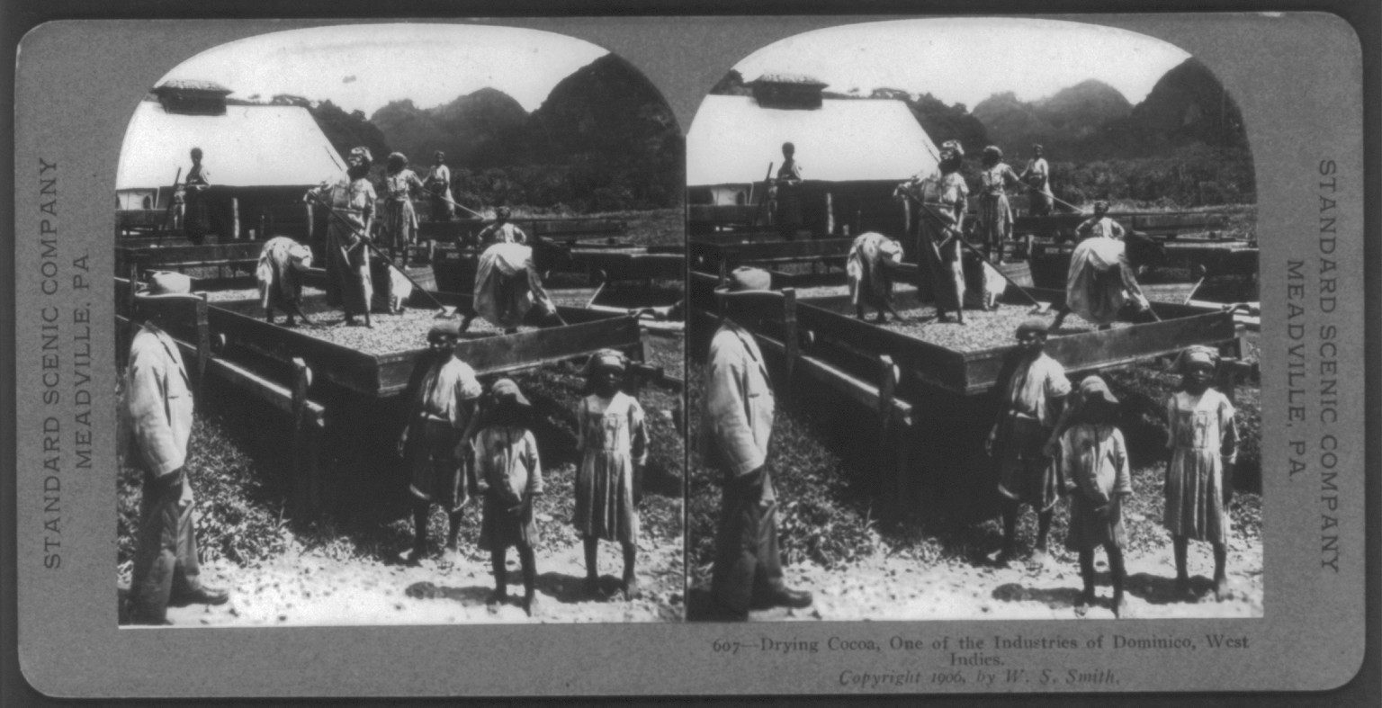Drying cocoa, one of the industries of Dominica, [British] West Indies [one of the Windward Islands], c1906. — historic photograph