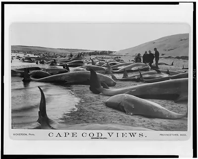 Chase and capture of blackfish / Nickerson, photo.