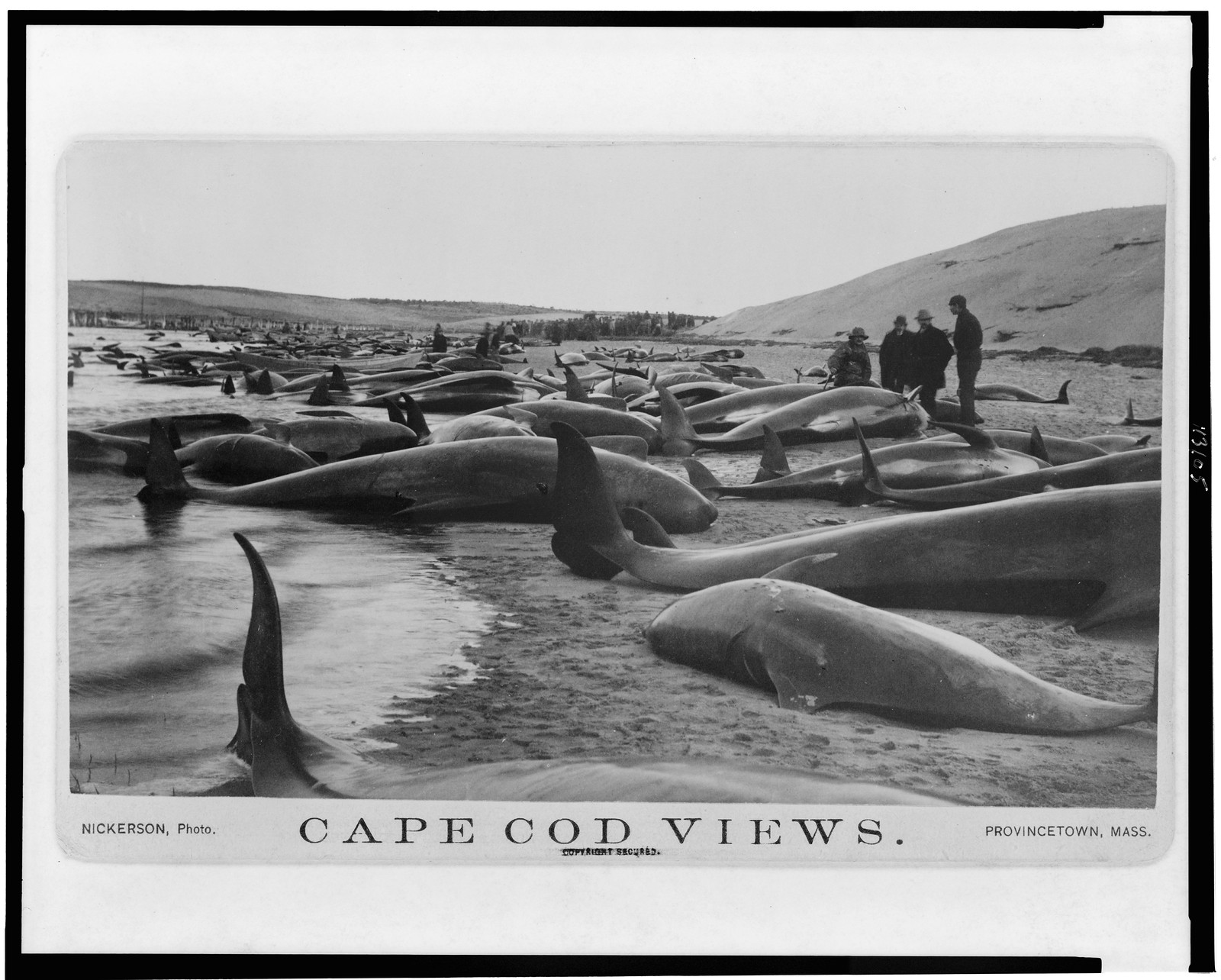 Chase and capture of blackfish / Nickerson, photo., 1885 — historic photograph