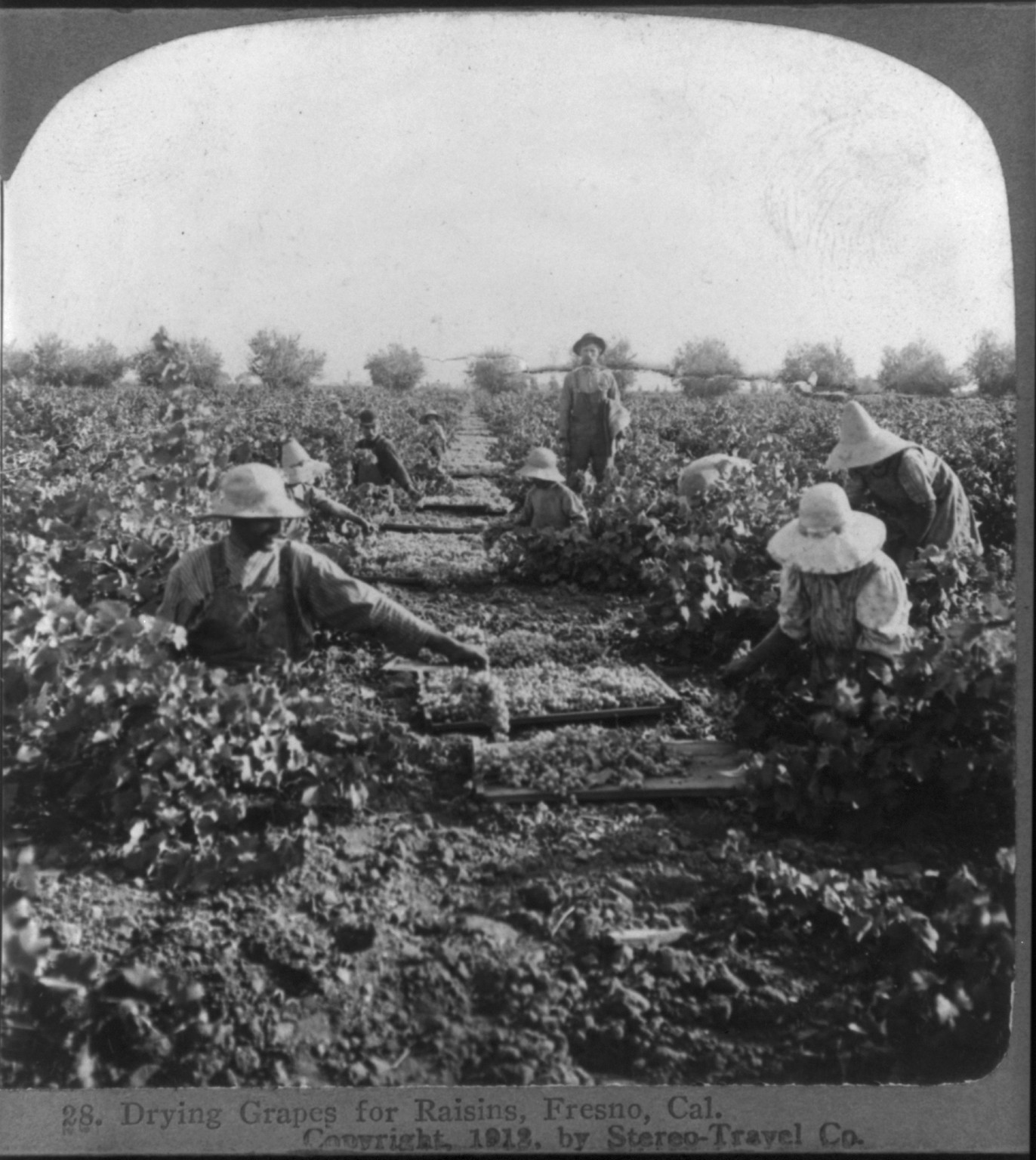 Drying grapes for raisins, Fresno, Cal., c1913. — historic photograph