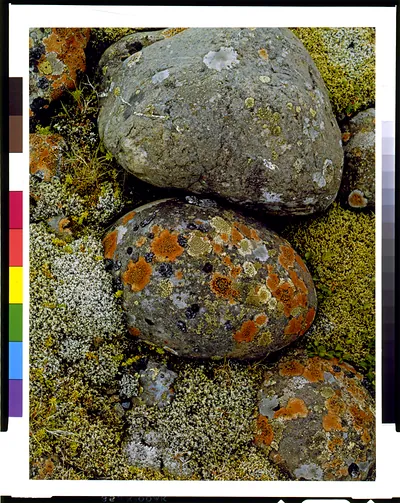 [Iceland. Lichens on river stones, South Coast]