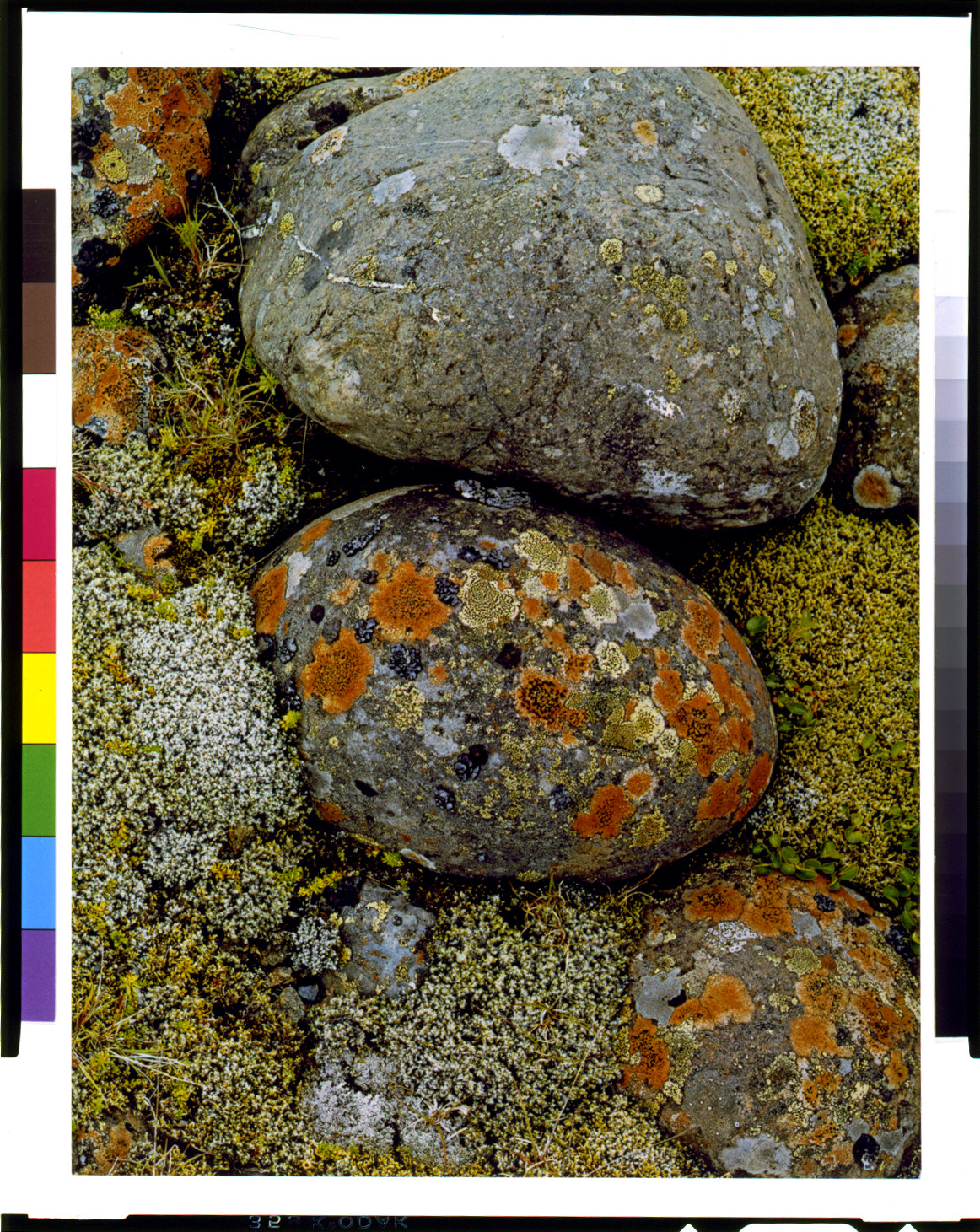[Iceland. Lichens on river stones, South Coast], [1972, published 1975] — historic photograph