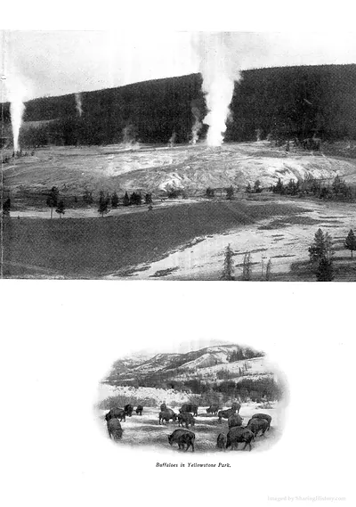 Geysers over a valley, with buffaloes in Yellowstone Park