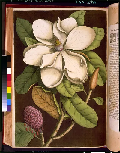 Magnolia flowering branch, hand-colored engraving