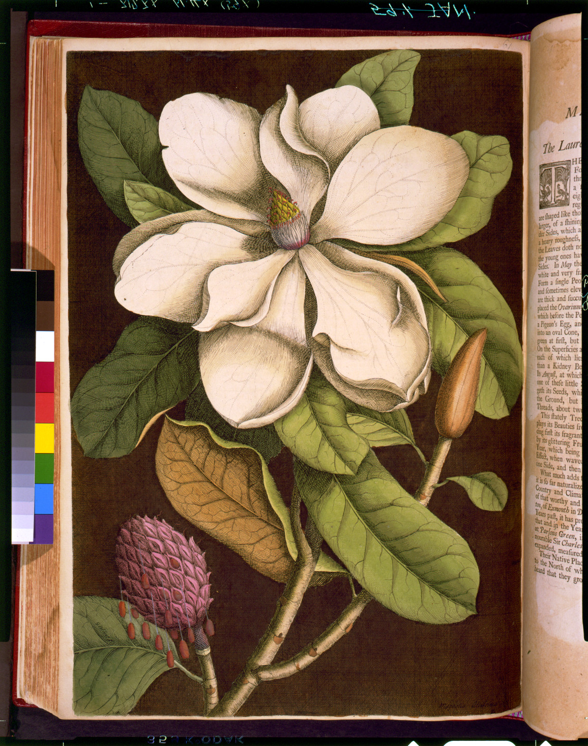 Magnolia flowering branch, hand-colored engraving — antique engraving