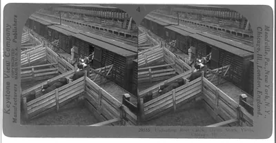 Unloading beef cattle, Union stock yards, Chicago, Ill.