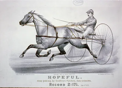Hopeful: grey gelding, by Godfrey's Patchen, Dam Unknown