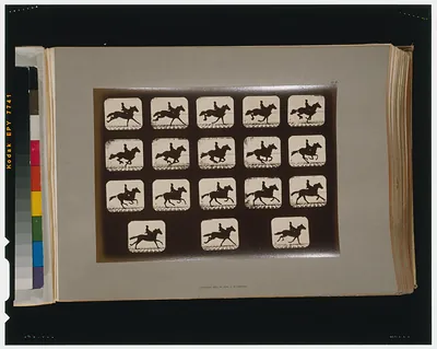 Horses. Running