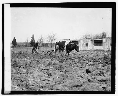 [Ox pulling plow]
