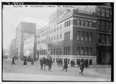 Hospital of N.Y. Women's League for Animals
