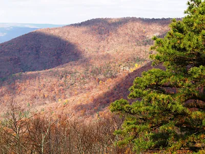Autumn forested mountain ridge with a pine tree