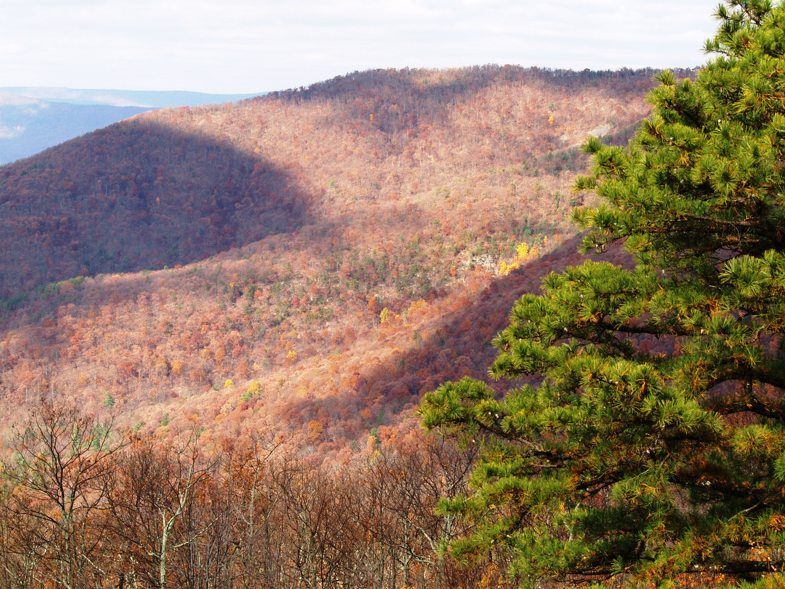 Autumn forested mountain ridge with a pine tree — historic image