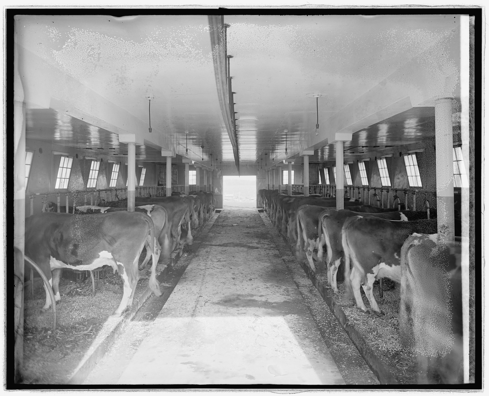 Chestnut Farms Dairy, [Washington, D.C.], [between 1910 and 1926] — historic photograph