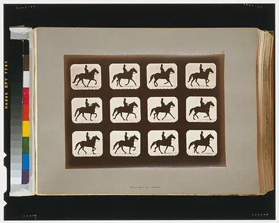 Horses. Ambling or single foot