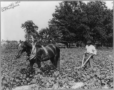 [African American man with horse cultivating cotton with plow, N.C.]