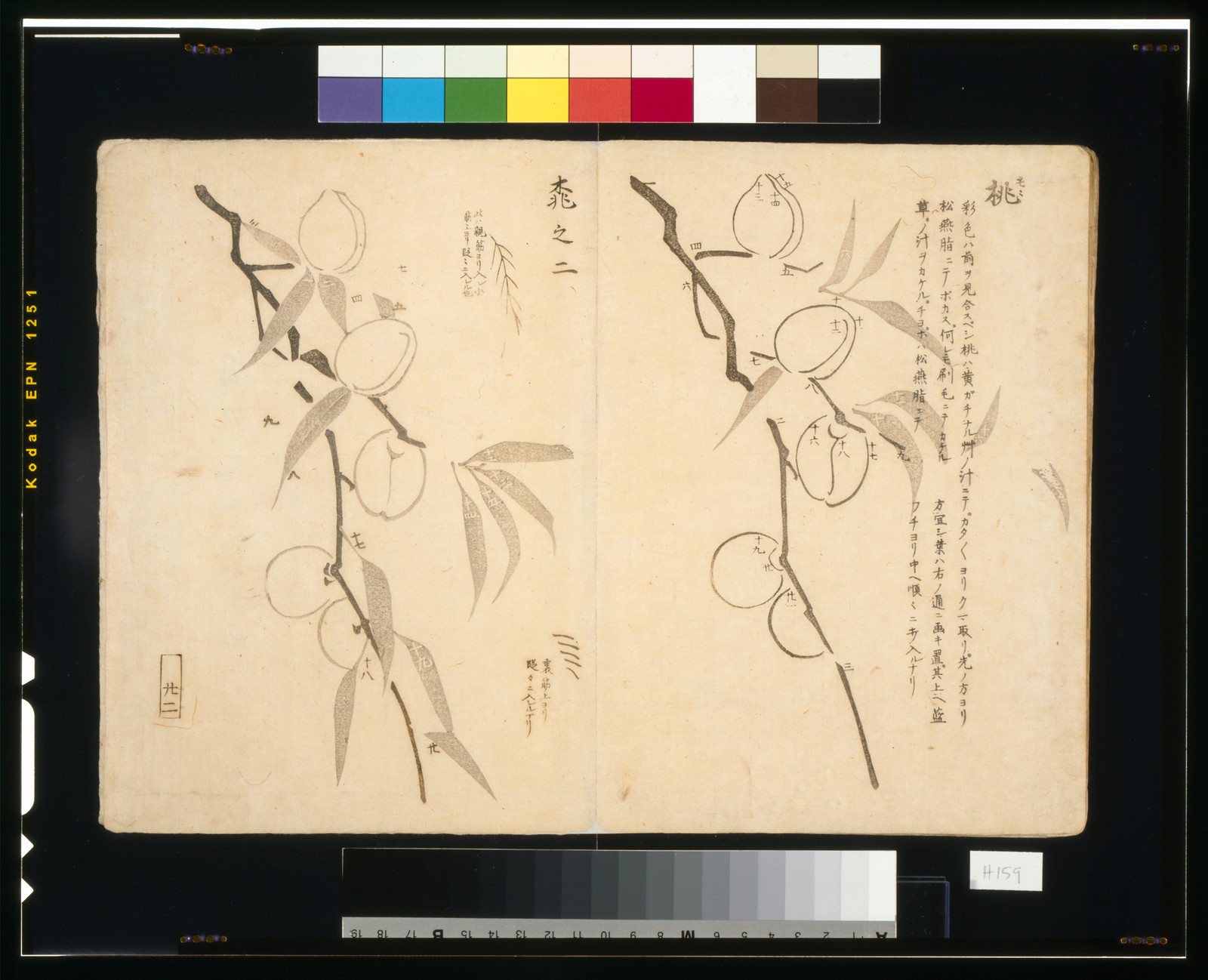 Woodblock book page of peach branches with Japanese text — historic print
