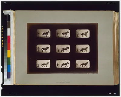 Horses. Irregular
