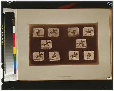 Horses. Running