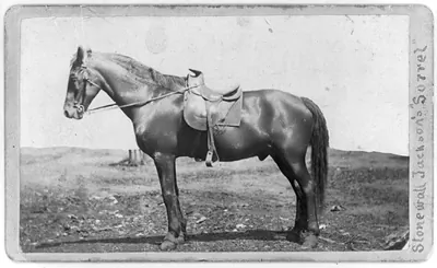 [Stonewall Jackson's horse, Sorrel"]"