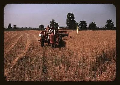 Harvesting oats, southeastern Georgia