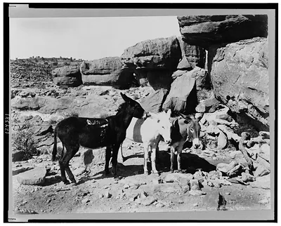 [Three donkeys(?) in the Grand Canyon, Arizona]